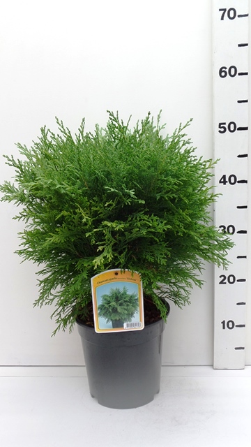 Кипарисовик лавсона Глобоза